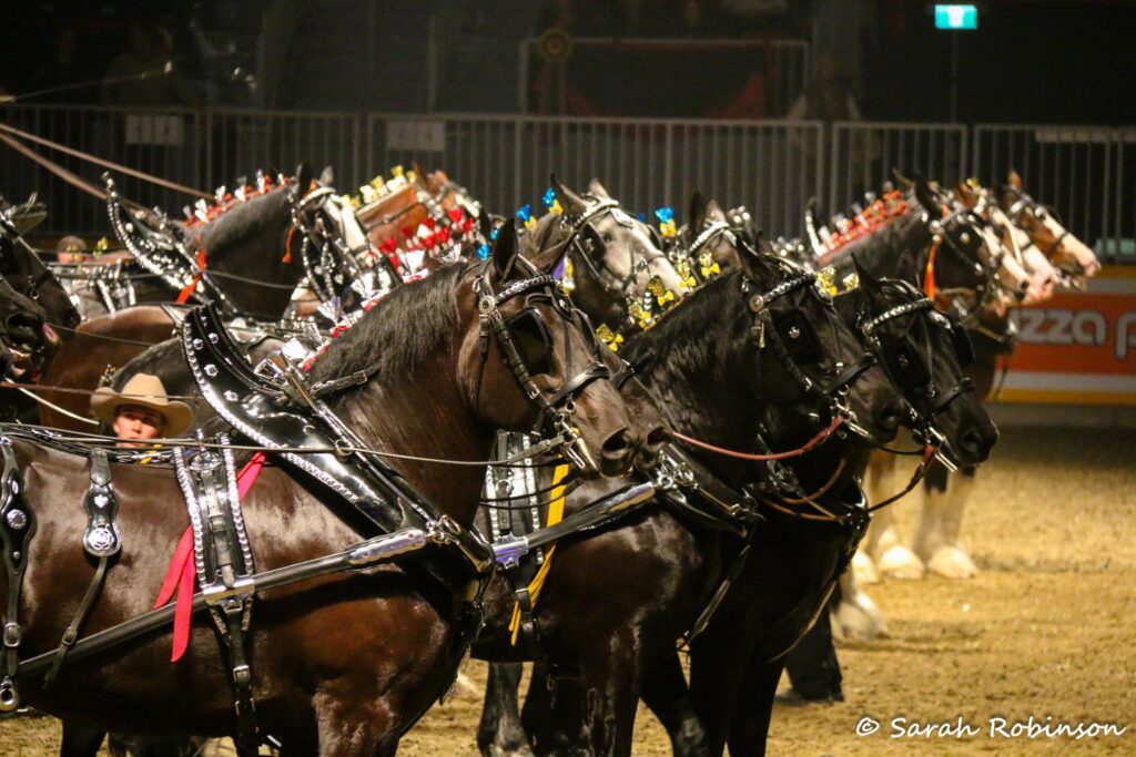 Ontario Four Horse Hitch Classic Series Finals