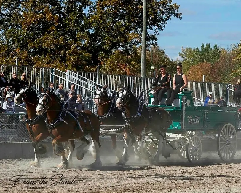 Picture of Ontario Four Horse Hitch Series member, Swiftodale Farms