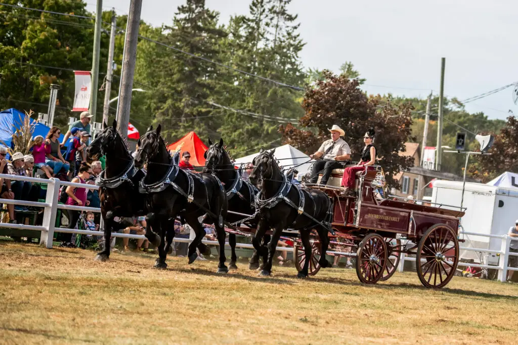 Picture of Ontario Four Horse Hitch Series member, Pana-Len Percherons