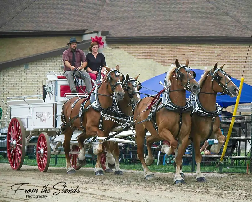 Picture of Ontario Four Horse Hitch Series member, Rising Creek Farms