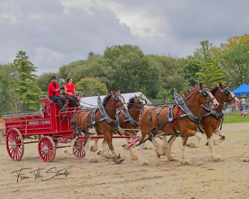 Ontario Four Horse Hitch Series Member: Gregglea and Alamar Farms