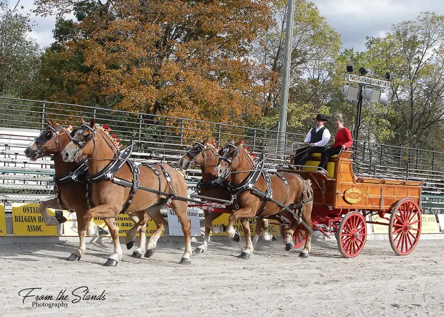 Picture of Ontario Four Horse Hitch Series member, Nicol Belgians