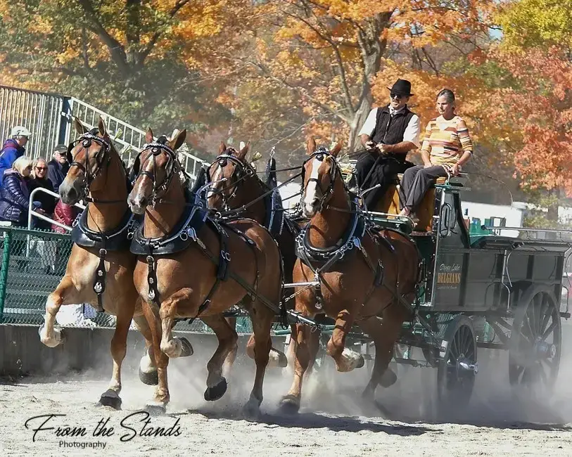 Picture of Ontario Four Horse Hitch Series member, Stoney Lake Belgians