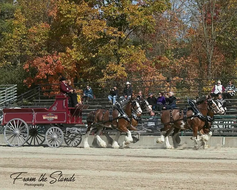 Picture of Ontario Four Horse Hitch Series member, Westedge Acres