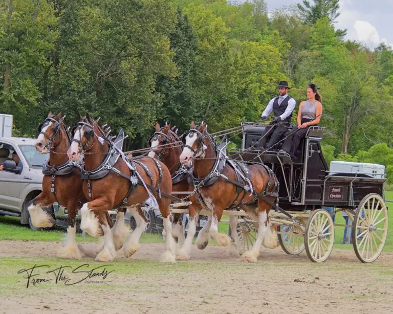 Fraser Country Farm Clydesdales