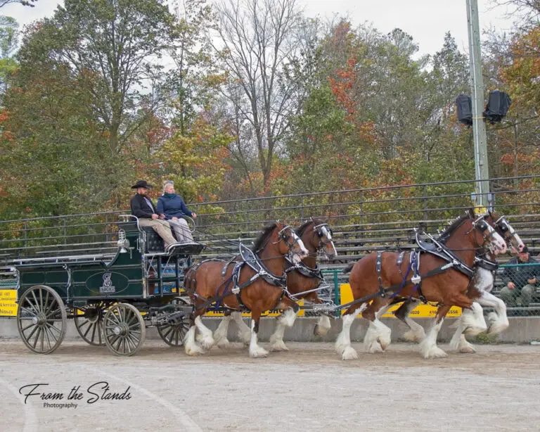Stokes Clydesdales
