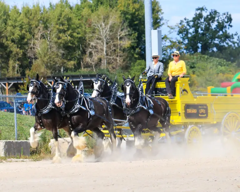 Terragold Clydesdales