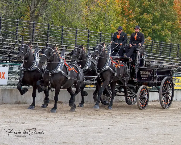 Thomson Percherons