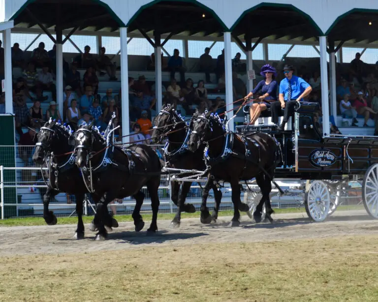 Reid Acres Percherons
