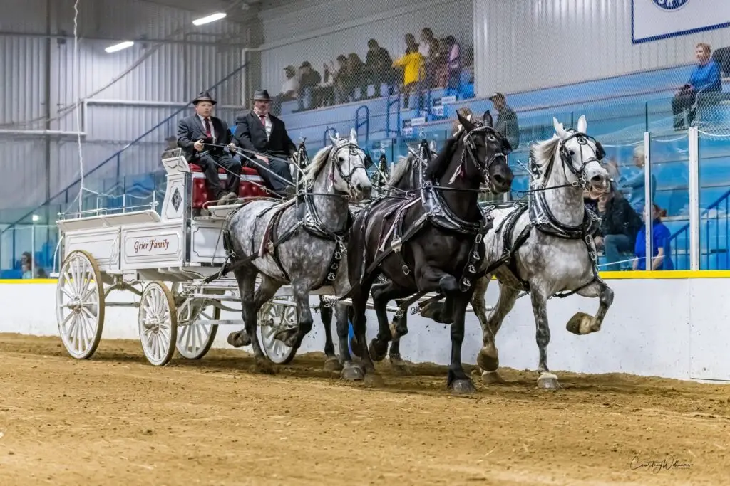 Grier Family Percherons in the Ontario Four at the Navan Fair