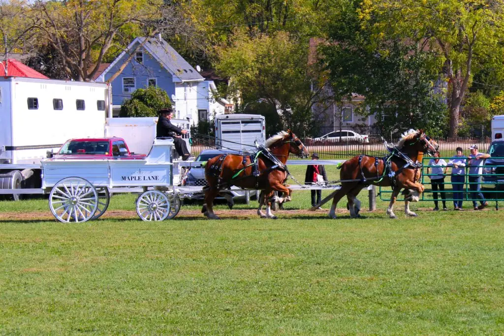 Maple Lane Belgians competing at the Ontario Four finals at the Norfolk County Fair and Horse Show
