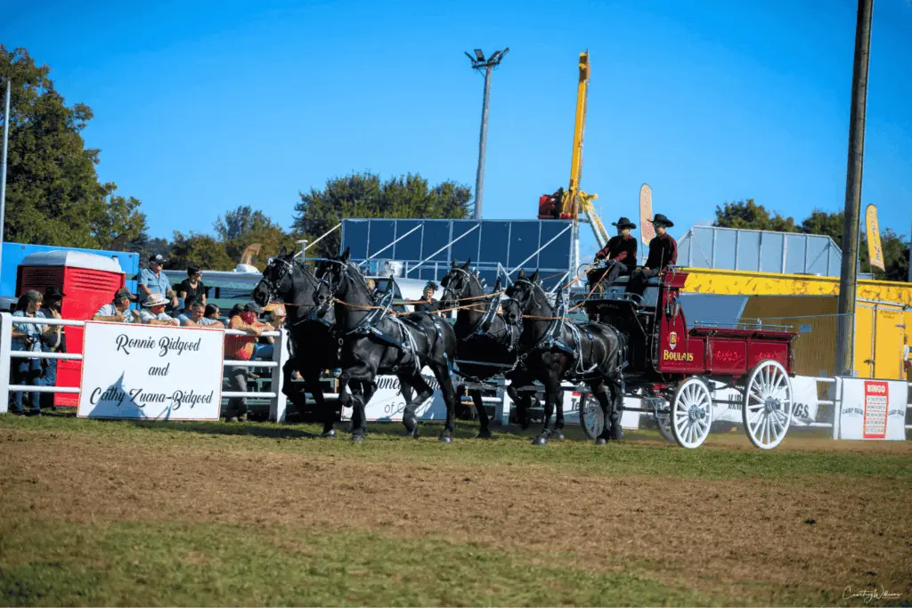 Ecurie Boulais showing in a qualifying Ontario Four class at the Carp Fair
