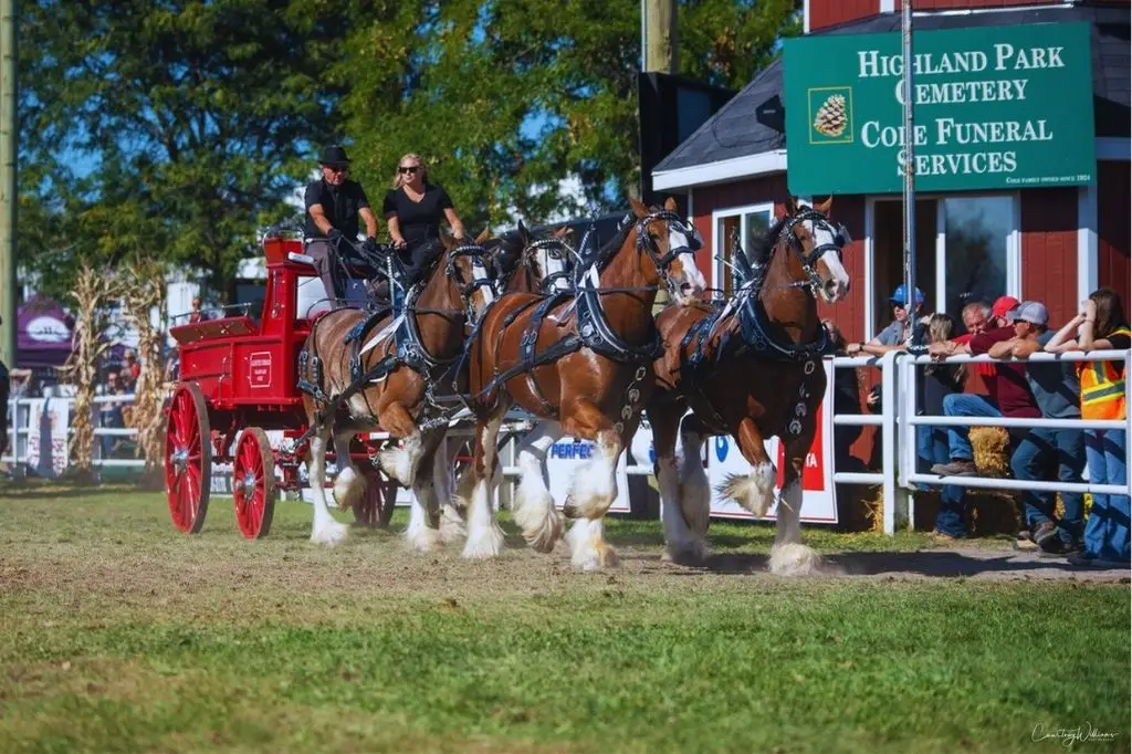 Allumettes Clydesdales at Carp Fair