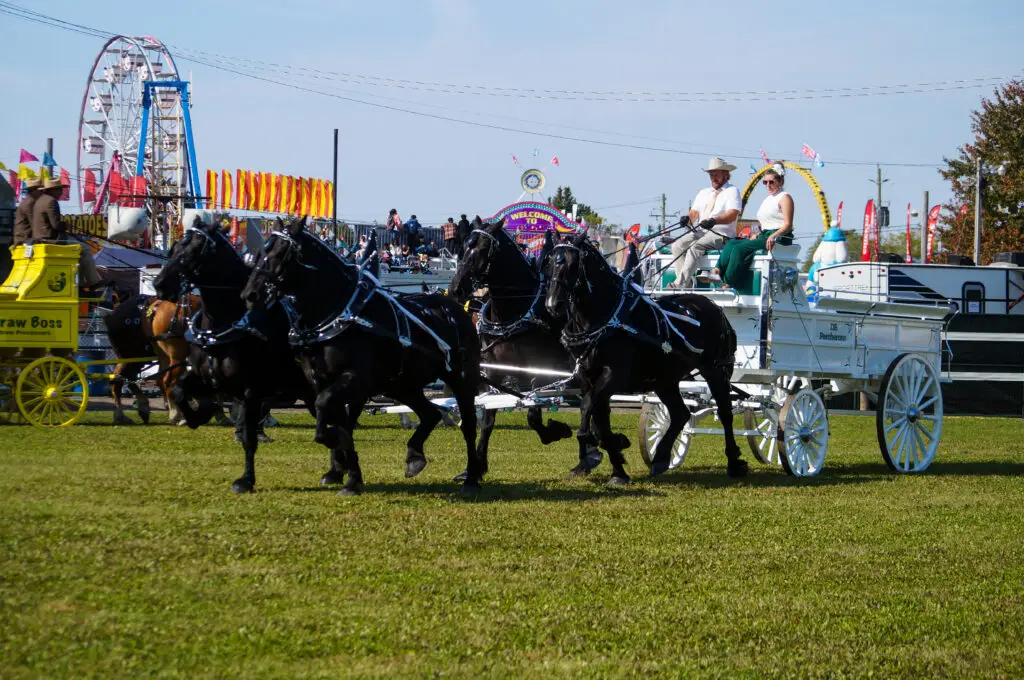 DB Percherons competing in the Ontario Four finals