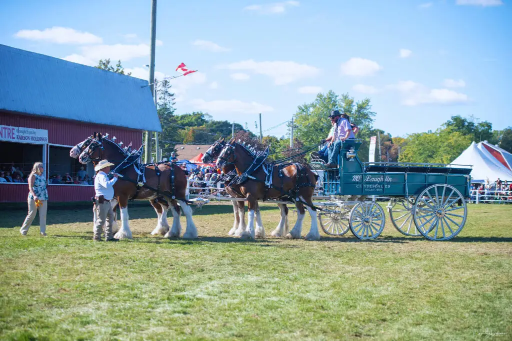 McLaughlin Clydesdales at the Carp Fair