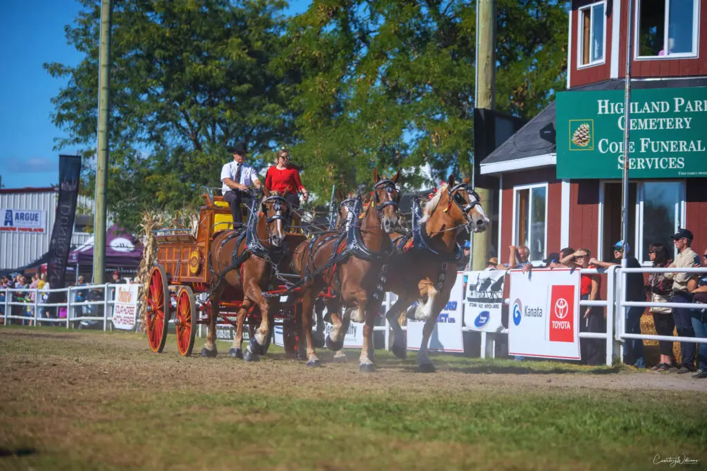 Nicol Belgians competing in a qualifying Ontario Four class at the Carp Fair