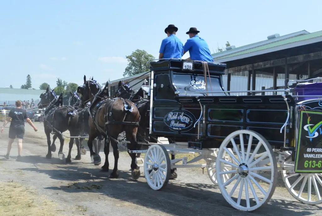 Reid Acres Percherons competing in an Ontario Four qualifying class at the Vankleek Hill Fair