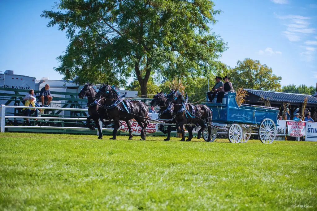 Wild Rose Percherons competing in a qualifying Ontario Four class at the Carp Fair