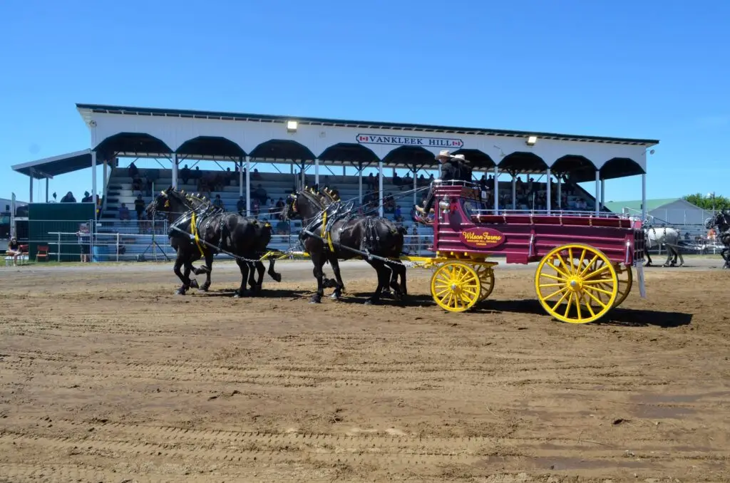 Wilson Farms Grain competing in a qualifying Ontario Four class at their hometown fair, Vankleek Hill