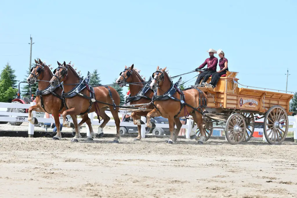 Dominion Farms from Erin, ON competing in the Ontario Four at the ESSA National Draft Horse Show