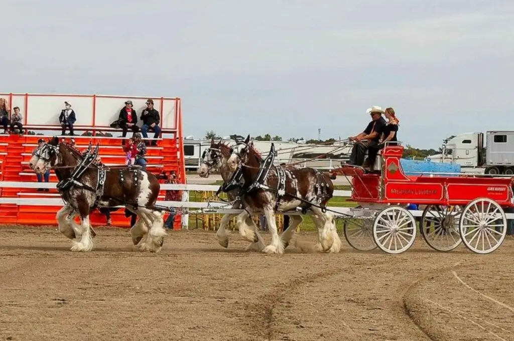 Goslin Clydesdales in a qualifying Ontario Four class