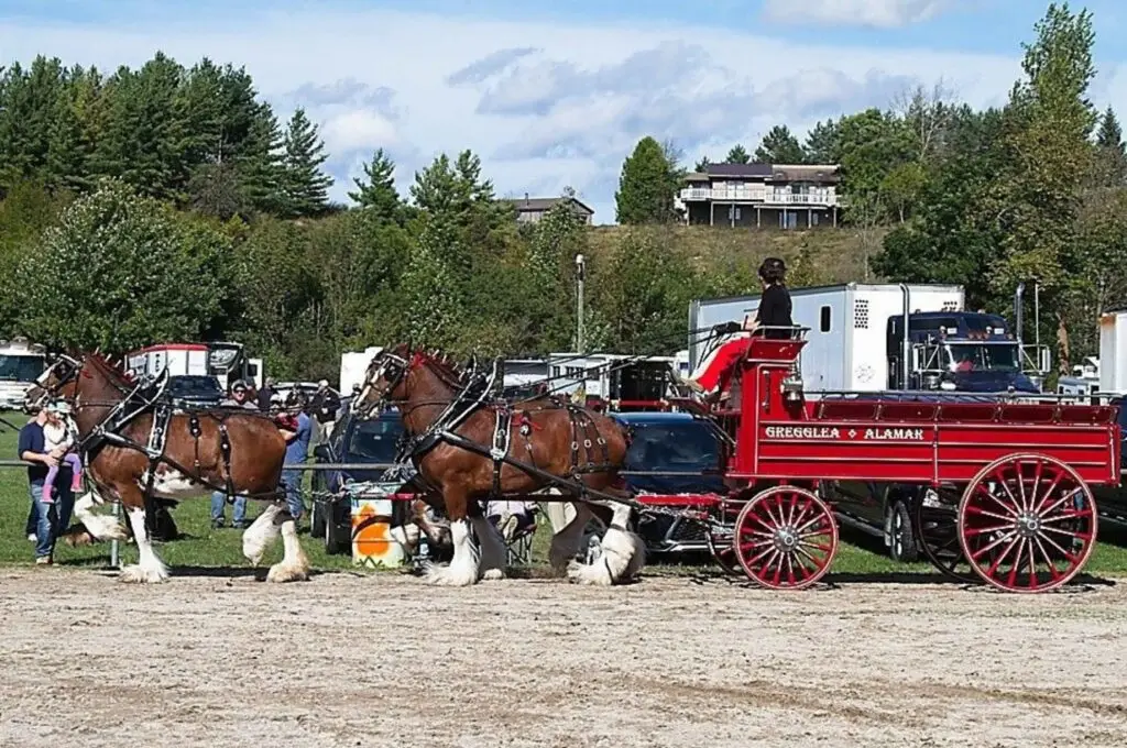 Gregglea Alamar Clydesdales competing in a qualifying Ontario Four class at the Paisley Fair