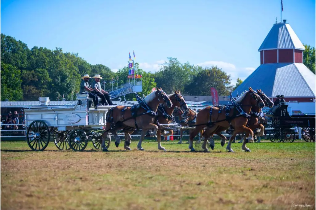Harvest Hill Belgians driving in a qualifying Ontario Four class at the Carp Fair