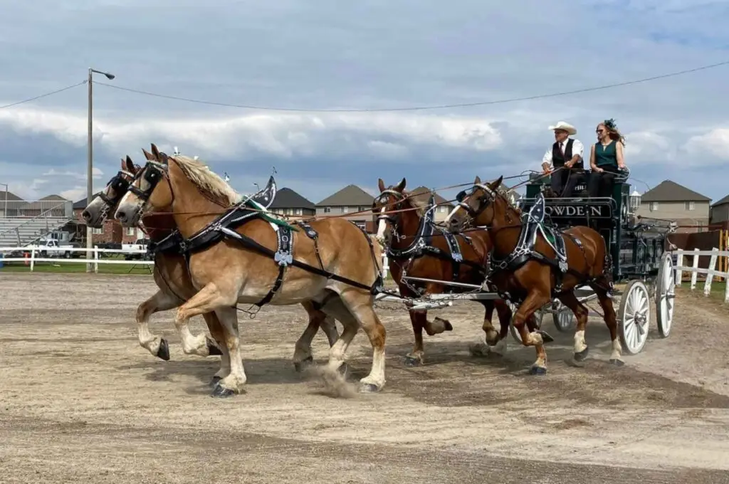 Evergreen Hill Farms competing in an Ontario Four qualifying class at the Brigden Fair