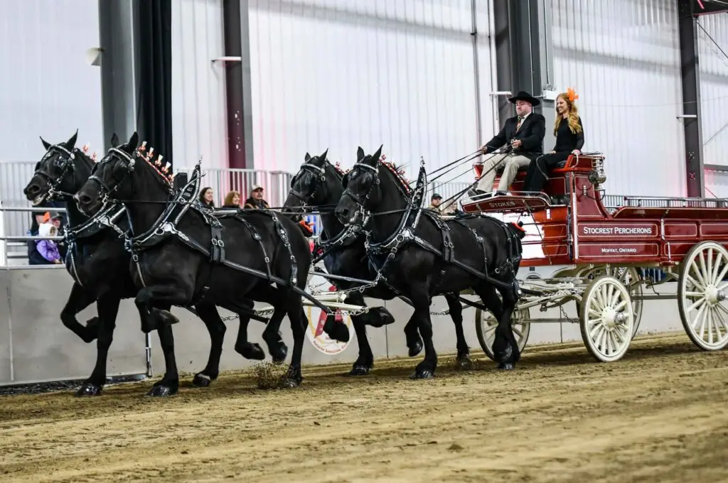 Stocrest Percherons competing a qualifying Ontario Four class at the Ancaster Fair