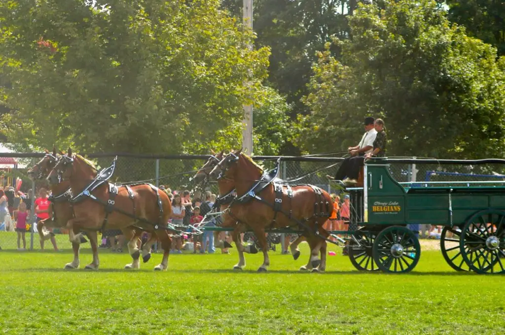 Stoney Lake Belgians driving in a qualifying Ontario Four class at the Sunderland Fair
