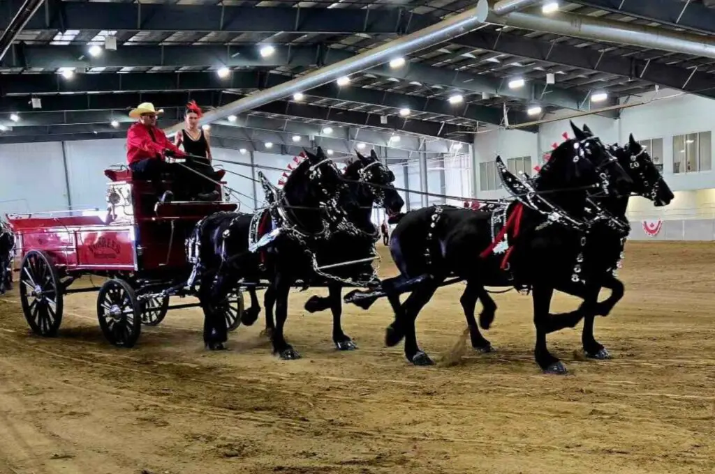 VonRees Percherons competing a qualifying Ontario Four class at the Ancaster Fair
