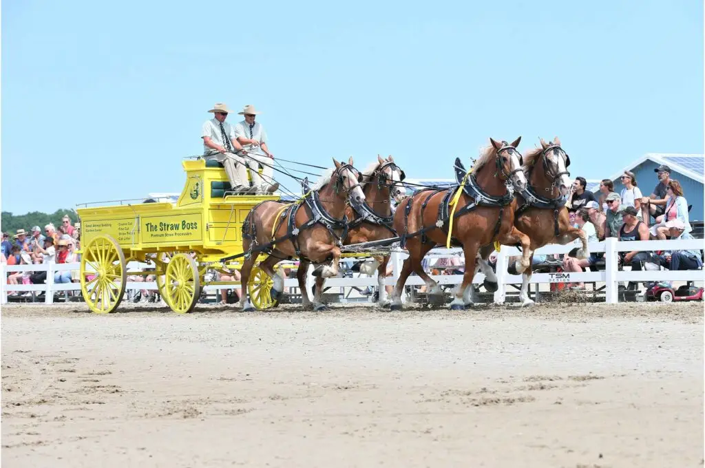 Peak & Valley Farm driving in a qualifying Ontario Four class at the ESSA National Draft Horse Show