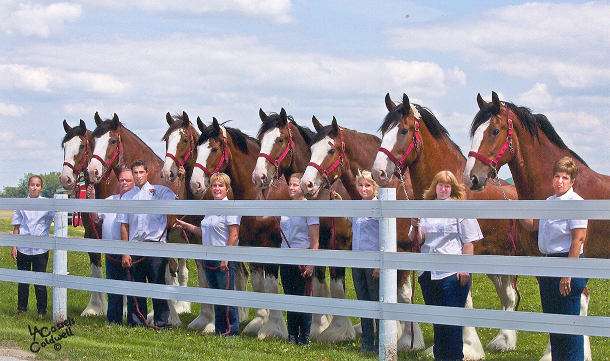 Carson Crew with their Clydesdales
