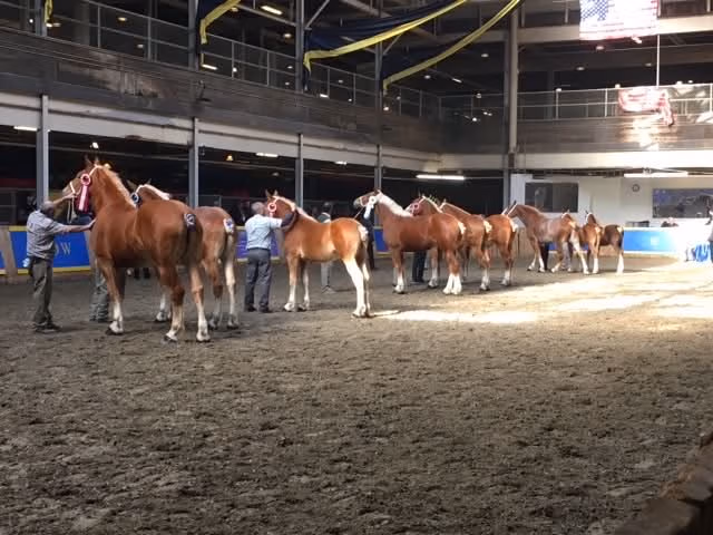 McWilliams with their Belgians at the Royal Winter Fair