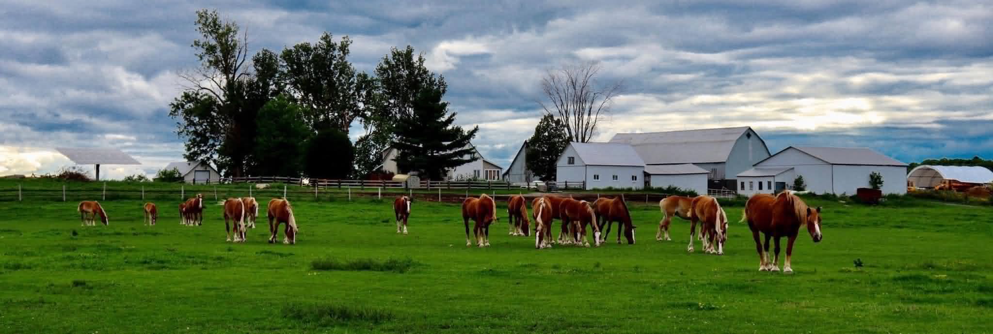 McWilliams Belgians on their family farm