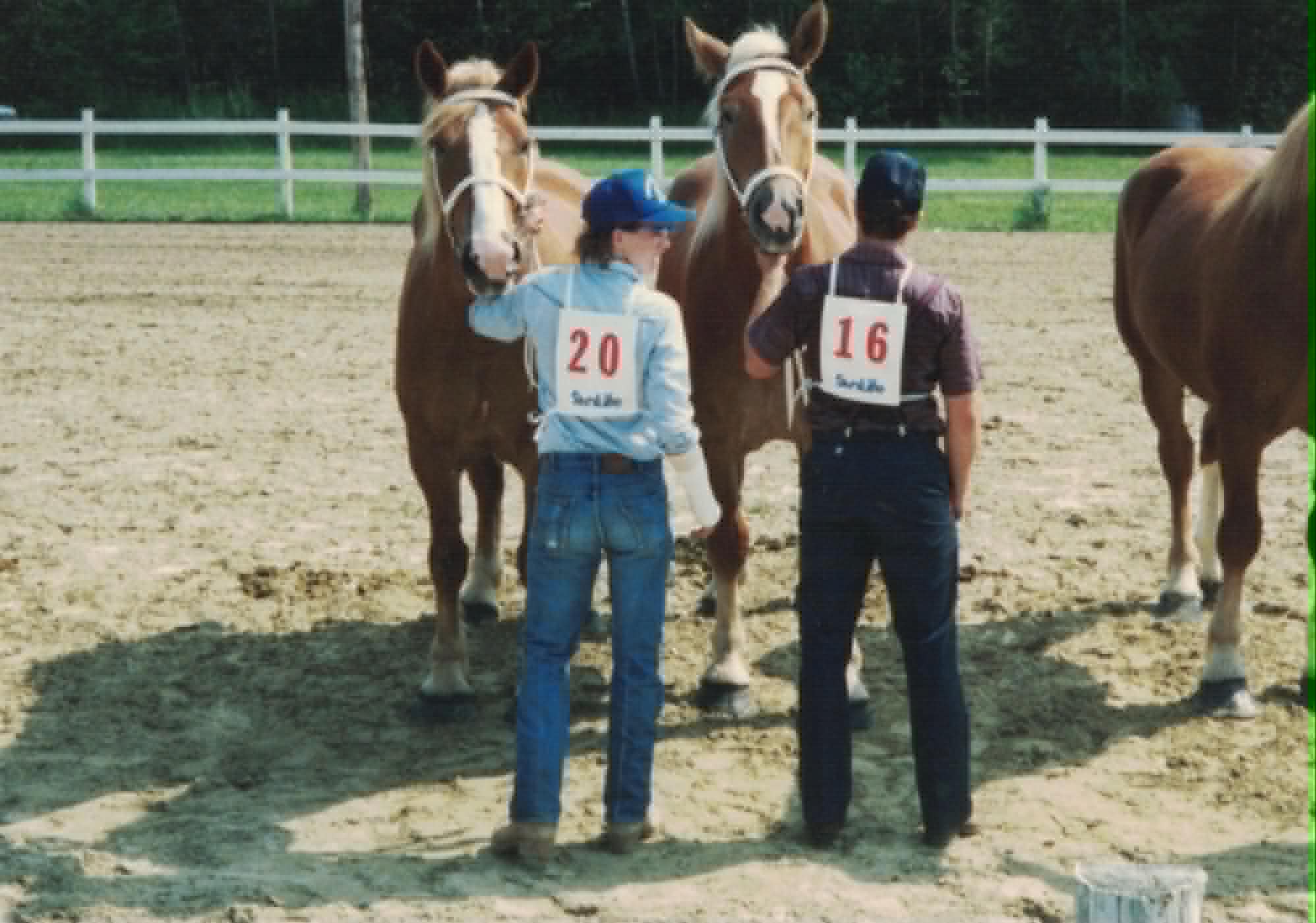 McWilliams brothers showing in the ring