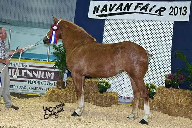 McWilliams at the Navan Fair in 2013